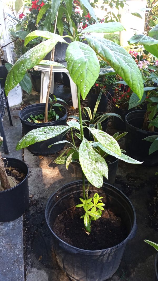 Avocado tree , I use baby powder to keep the bug s away 