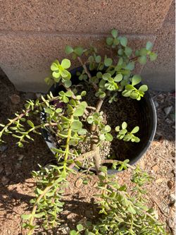 Elephant Bush Suculent