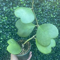Hoya Sweetheart Kerrii