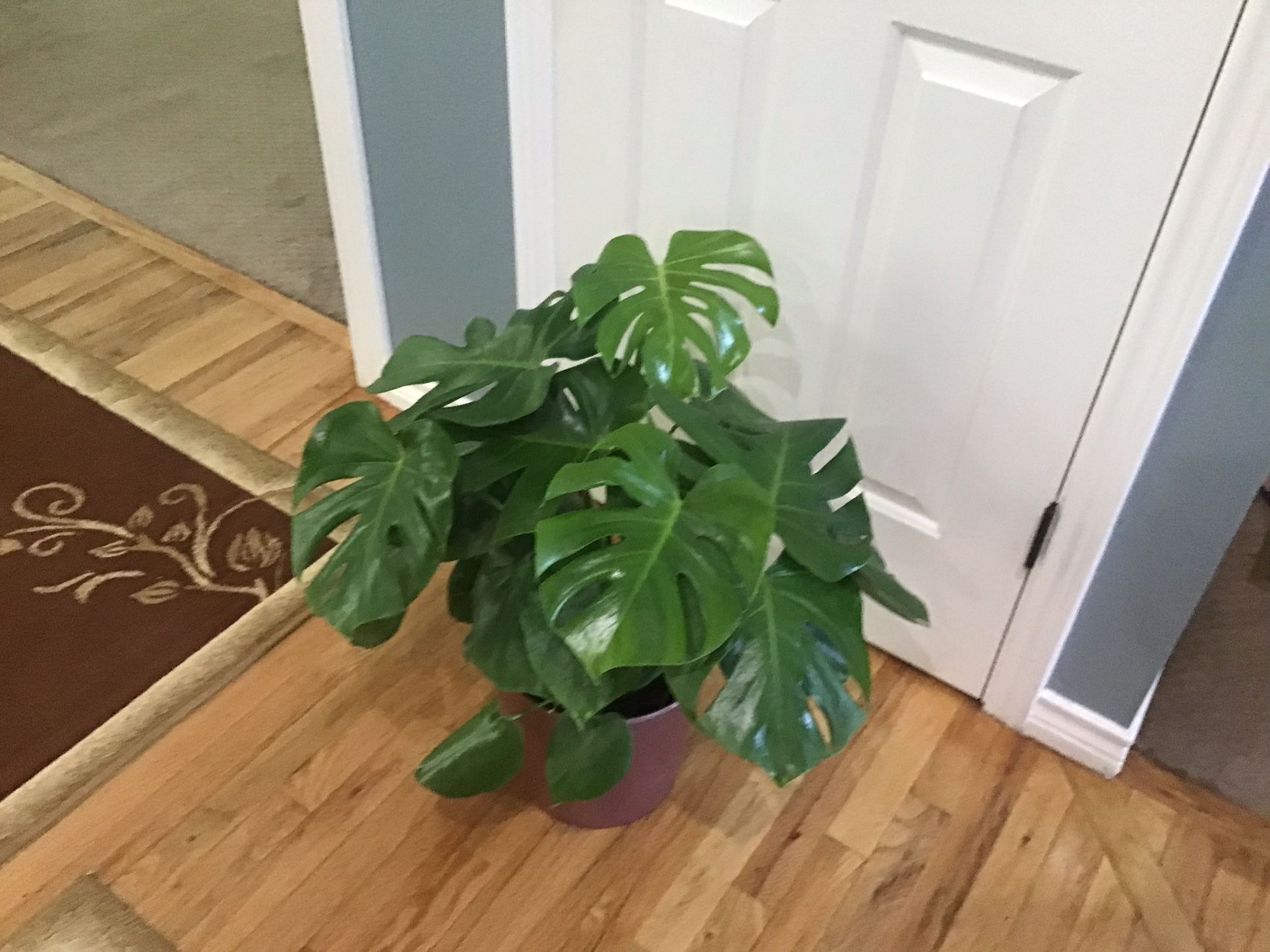 Plant