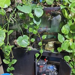 140 Gallon Fresh Water Show Fish Tank 