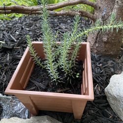 Outdoor Plants.