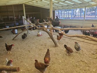 Gallinas I Pollitas Son 350