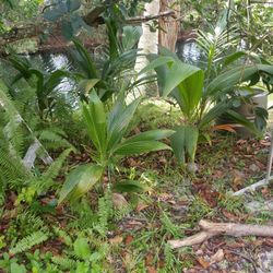 Coconut plants 