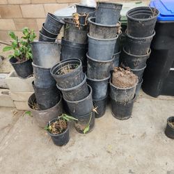 Free Planting  Pots 