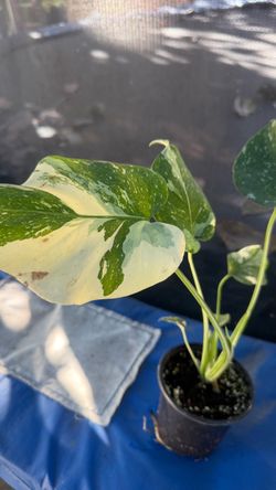 Monstera half moon