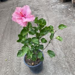 Hibiscus Bush