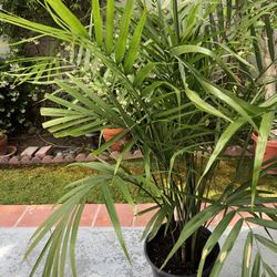 Areca Palm in 5 Gallon Plastic Pot