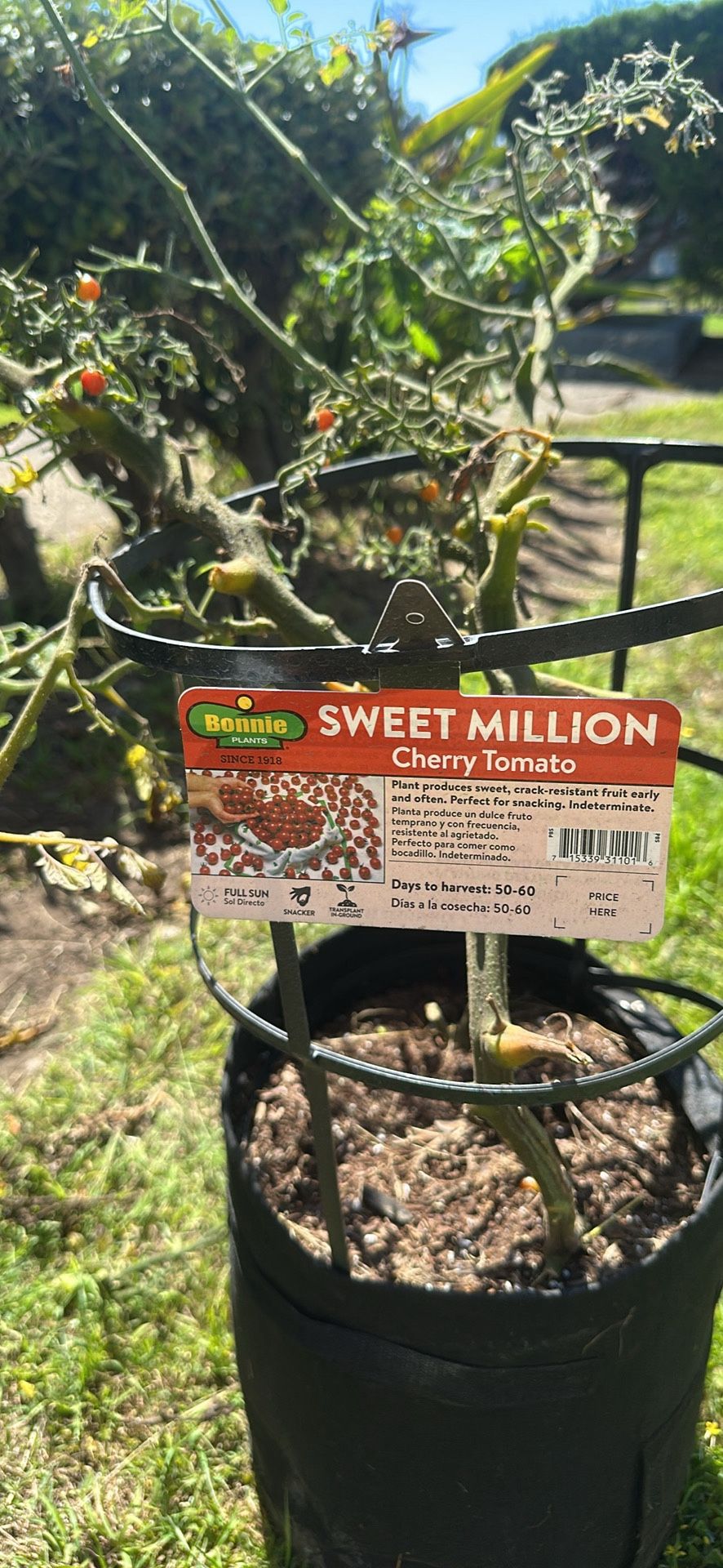 Sweet million cherry tomato plant with cloth pot