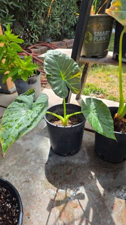 Large Size Elephant Ear Plant