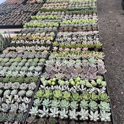 End Of The Year Sale 2” Succulents $1 Each $57 For Tray Of 64 Plants 
