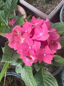 Flores