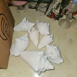 27 SEA SHELLS!