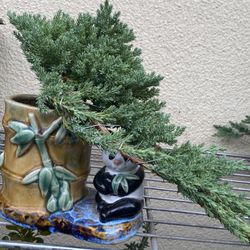 Bonsai Plants For Sale Many To Choose From $50 Each