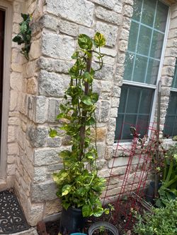 Big long golden Pothos plant