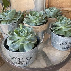 Mothers Day Gift - Succulent In Bucket Arrangement 