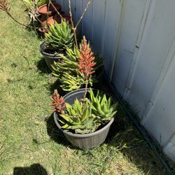 Aloe Plants 25$ Each.