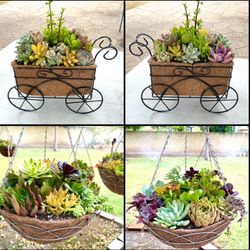 Succulent Hanging Baskets in COVINA