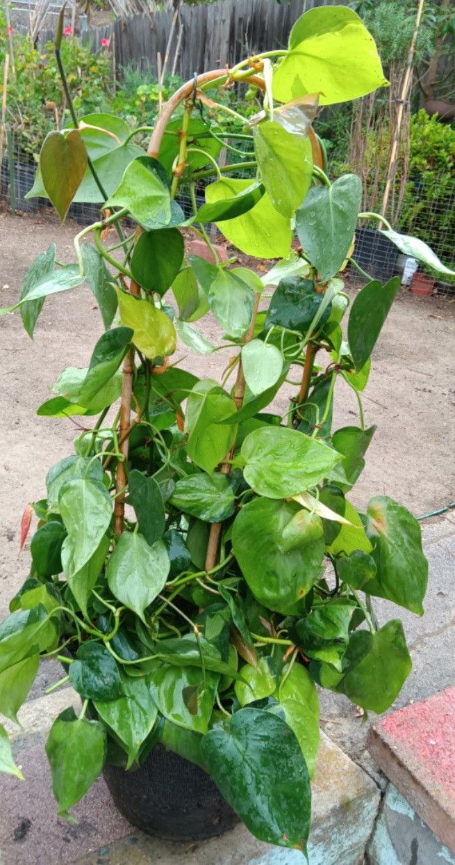Pothos Plant