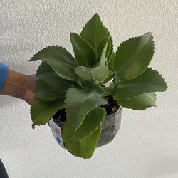 Mother Of Thousands Plants 