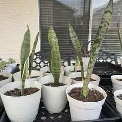 Healthy Snake Plants $5 Each- Southwest Area