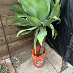 giant succulent plant 