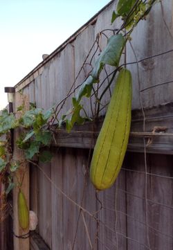 Semillas de estropajo/ Luffa $2.50