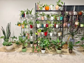 Indoor plants with %15 off