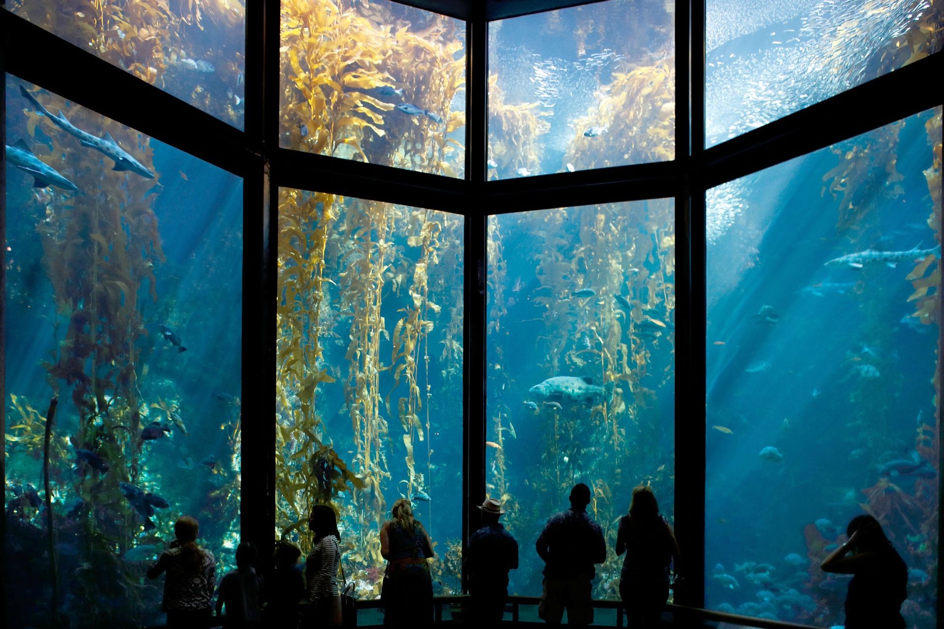 Monterey Bay aquarium Tickets