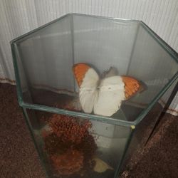 Orange Tip Butterfly