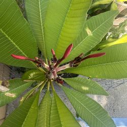 Plumeria 