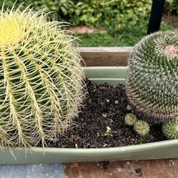 Cactus Plants