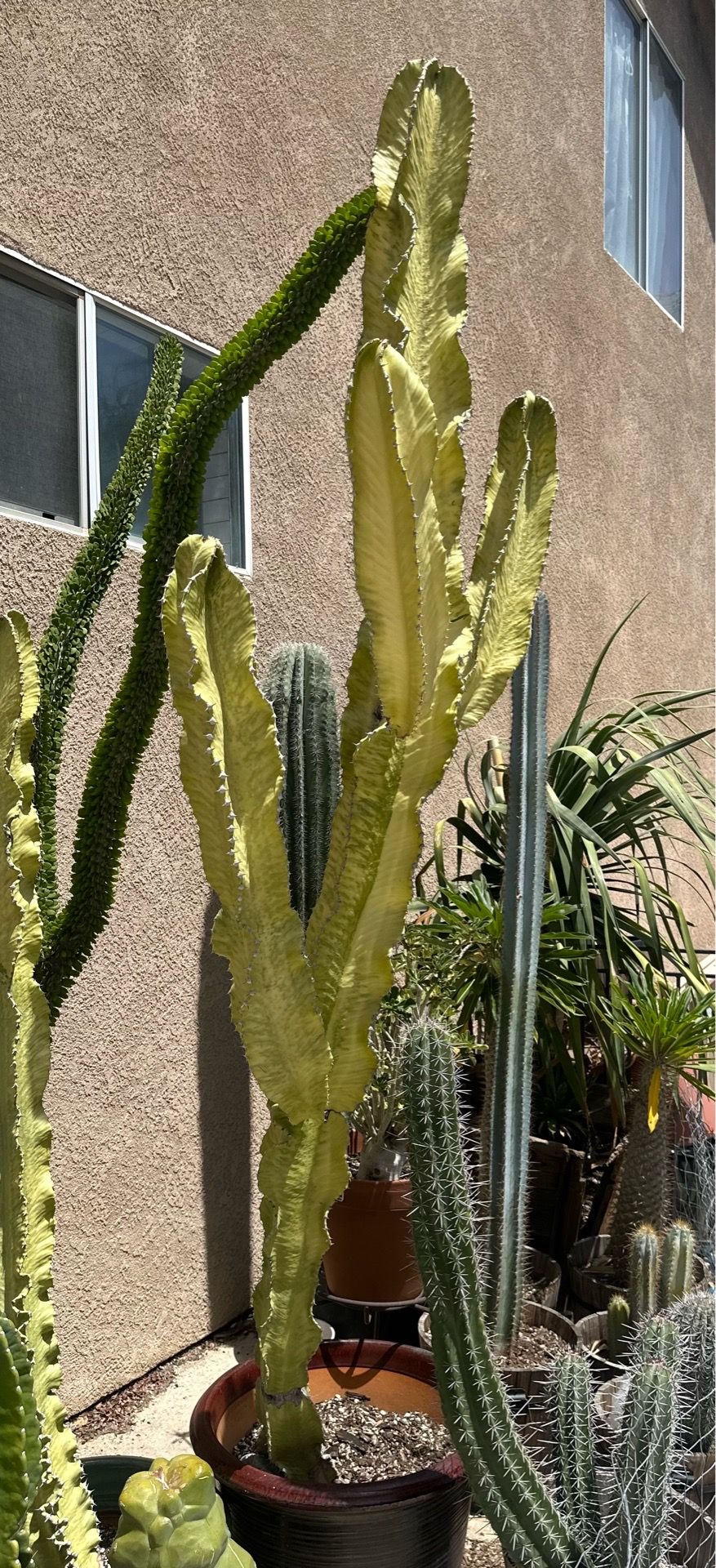 Euphorbia Ammak Variegated