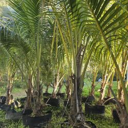 Coconut Trees For Sale