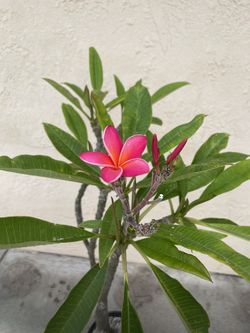 Plumeria