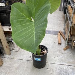 Elephant Ear Plants-Small $6ea, Large $25ea