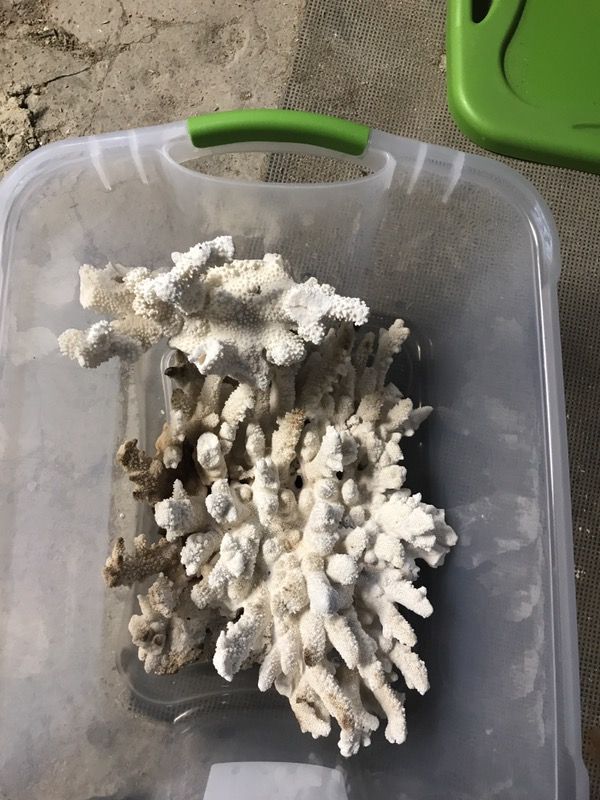 Skeleton coral