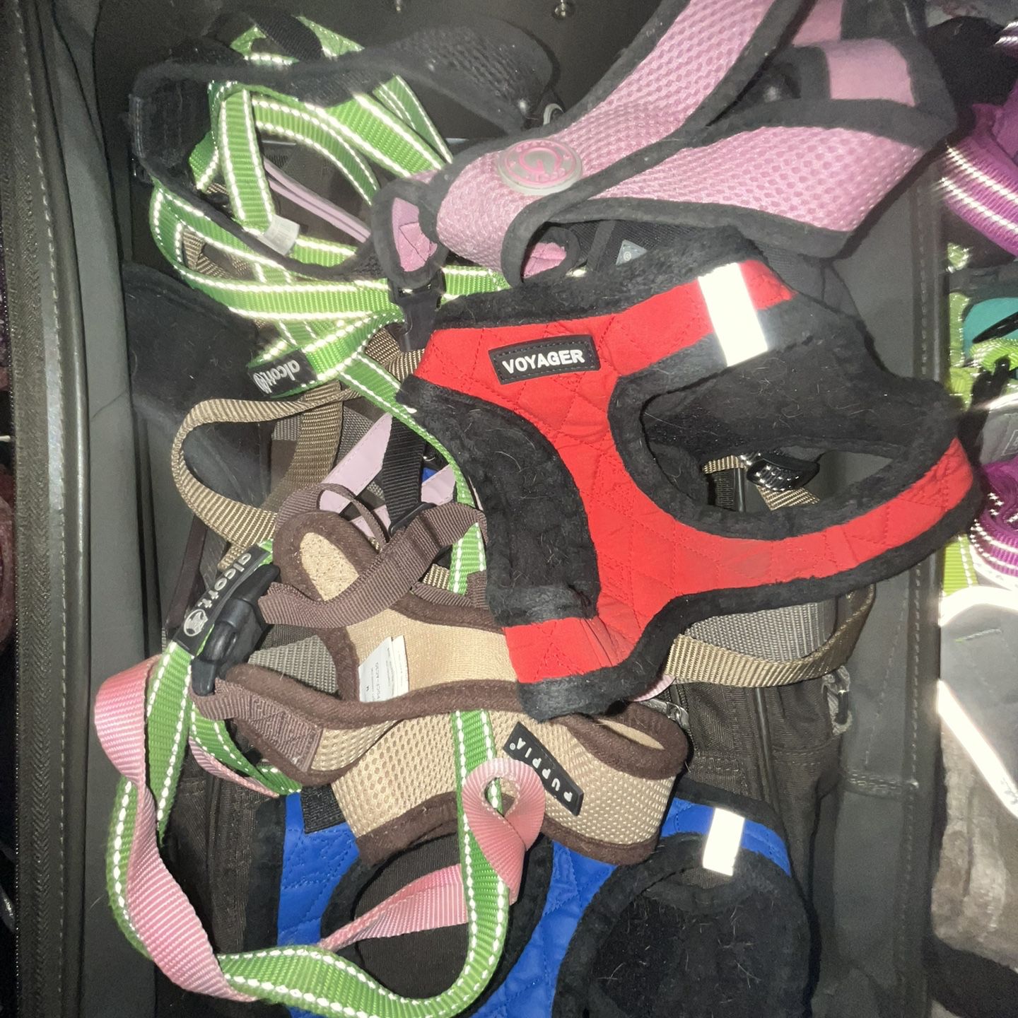 LV dog Harness for Sale in Bronx, NY - OfferUp