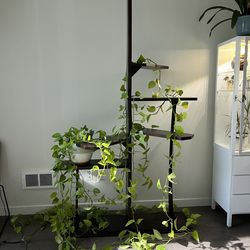 Wooden Fixture / Shelving Unit