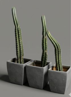 Set of 3 Potted established Columnar Cacti
