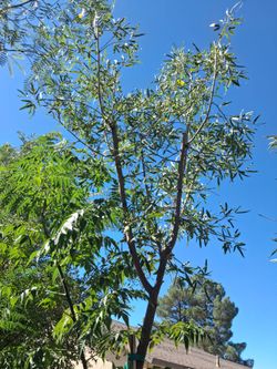 Africana sumac and more.