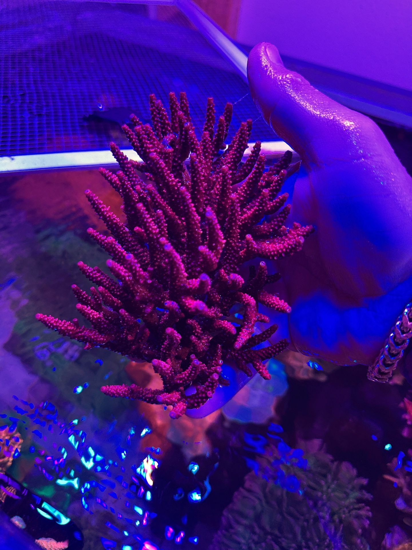 Fake PC Rainbow Colony