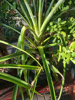 Plantas
