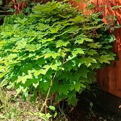 Small Maple Tree