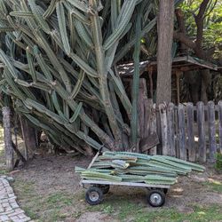 Peruvian Apple Cactus Cuttings, Xxl