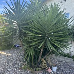 Outdoor Plant 2-5 Feet Tall
