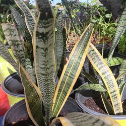 Hermosas Plantas De Lengua De Suegra a $10 Cada Maceta Envíe Texto Y Pregunte 