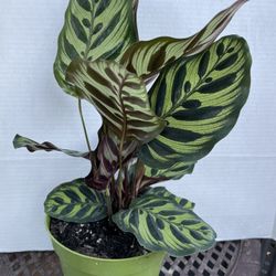 HERMOSAS PLANTAS NATURALES “CALATHEA BURLE MAX PLANT