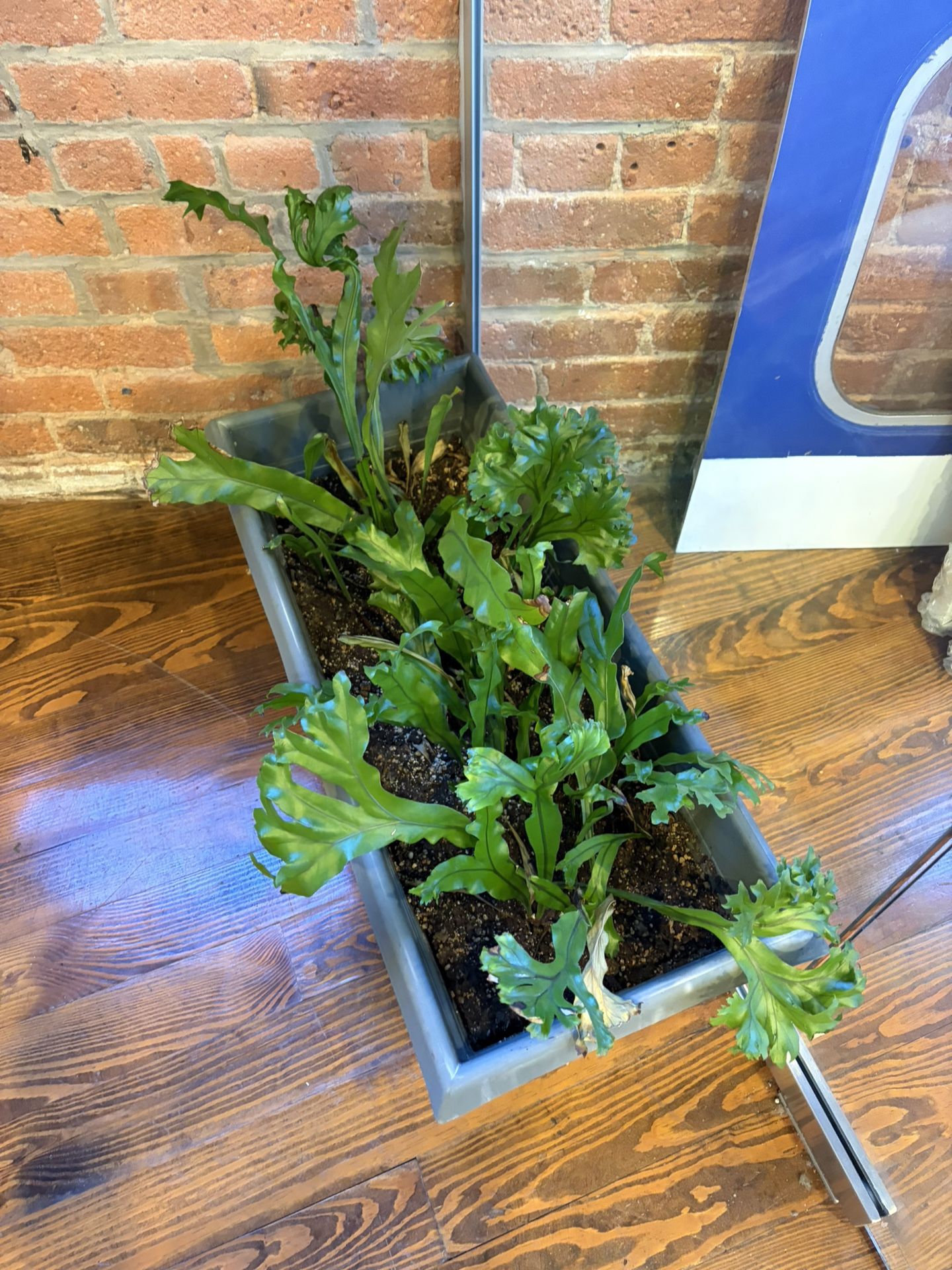 Plant 🌱 Staghorn fern in a big pot