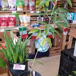 Plants/Produce 